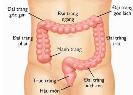 Nội soi trực tràng là gì?