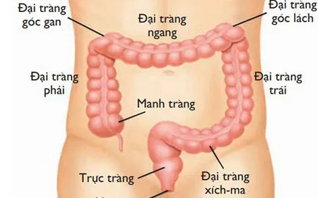 Nội soi trực tràng là gì?